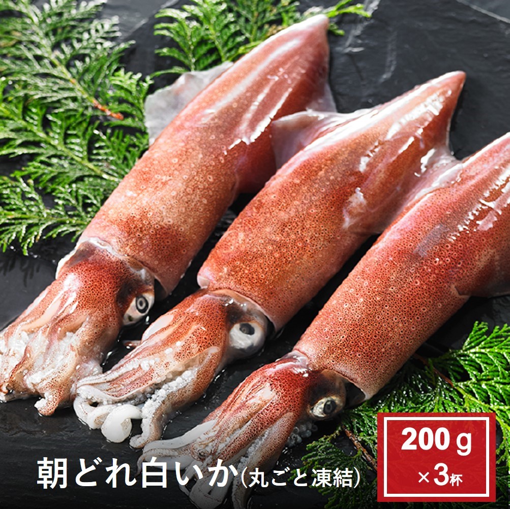 朝どれ白いか丸ごと凍結3杯セット 朝どれ白いか丸ごと凍結3杯セット